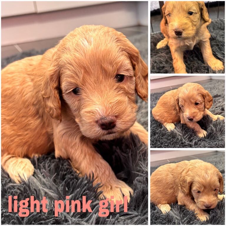 Miniature Golden Doodle