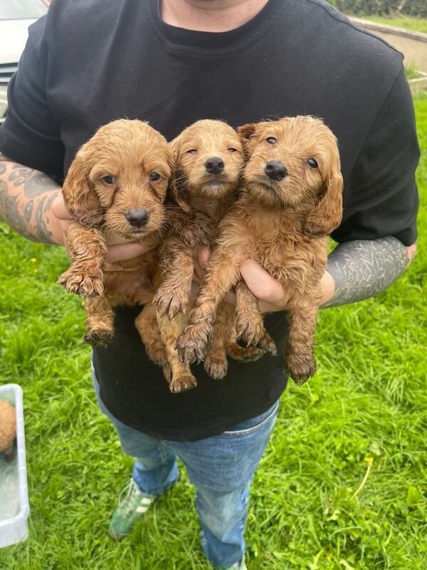 Golden Retriever Puppies For Sale