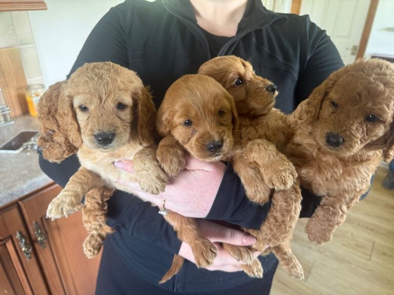 Miniature goldendoodle puppies F1B