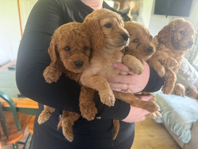 Miniature goldendoodle puppies F1B - Image 2 of 4