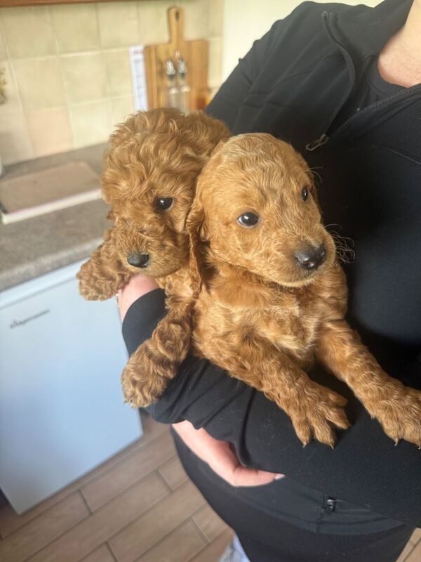 Miniature goldendoodle puppies F1B - Image 3 of 4
