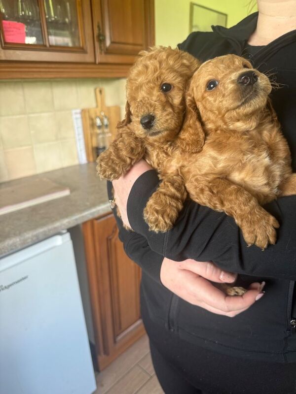 Miniature goldendoodle puppies F1B - Image 4 of 4