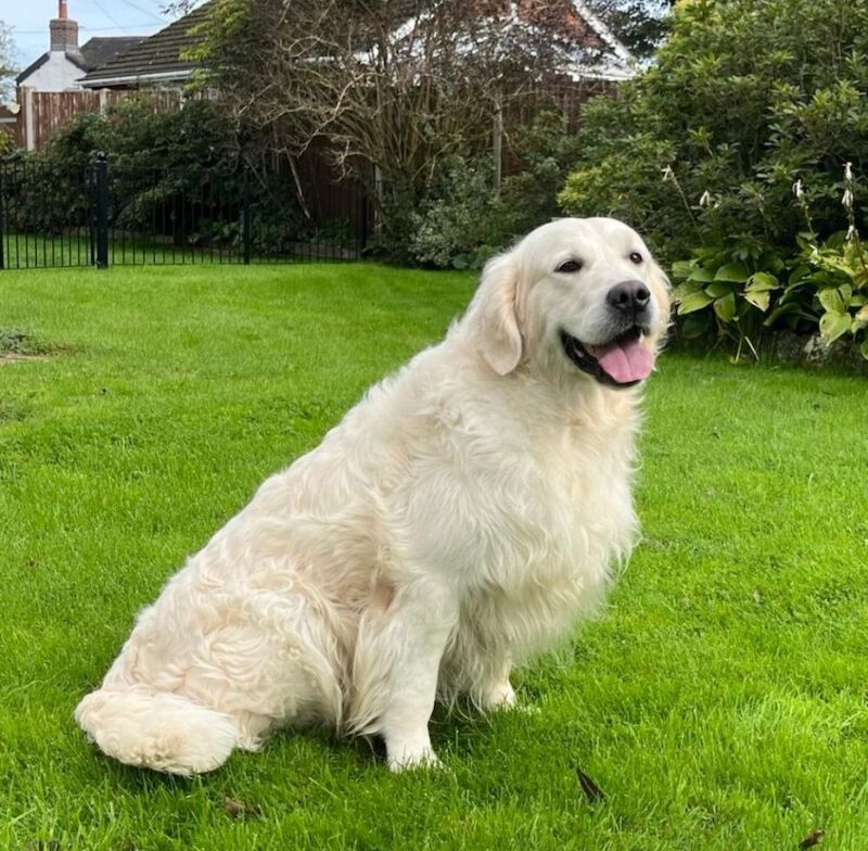 Golden Retriever puppies for sale in Derby, Derbyshire – KC registered, a few seconds old