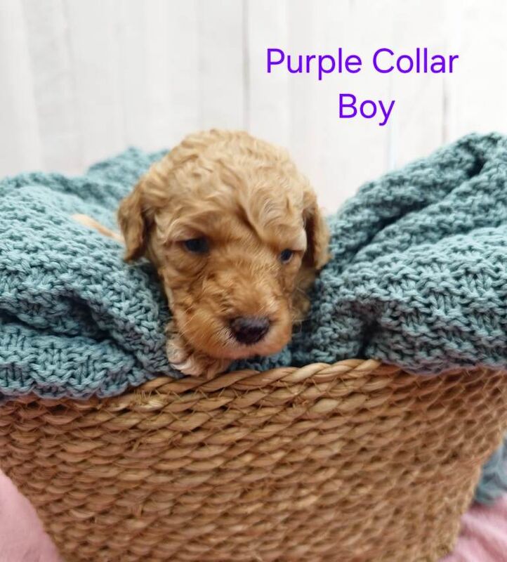 Golden Retriever Puppies For Sale