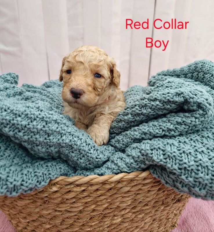 Multigeneration Miniature Goldendoodle Puppies - Image 2 of 5