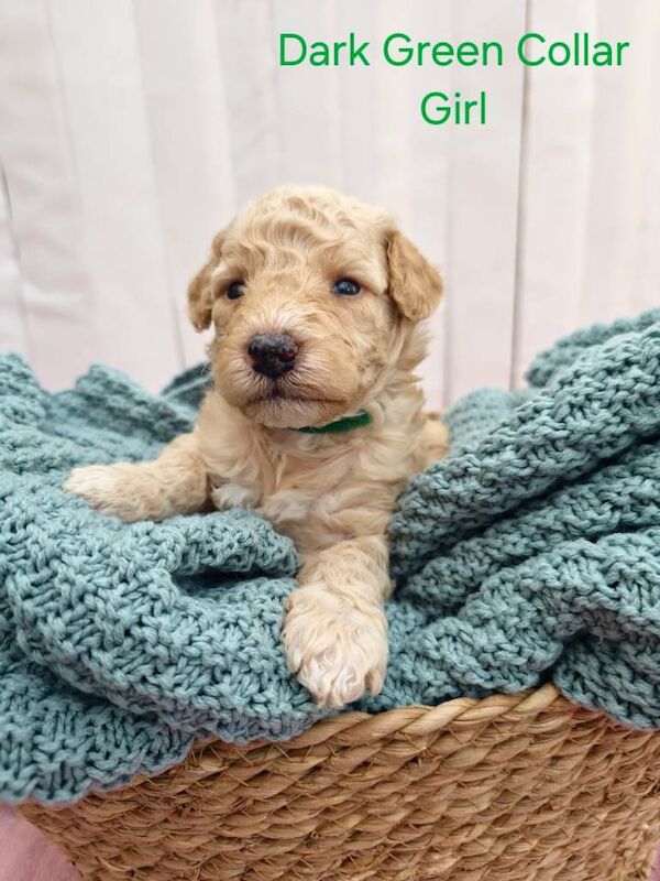 Multigeneration Miniature Goldendoodle Puppies - Image 3 of 5