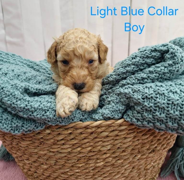 Multigeneration Miniature Goldendoodle Puppies - Image 4 of 5