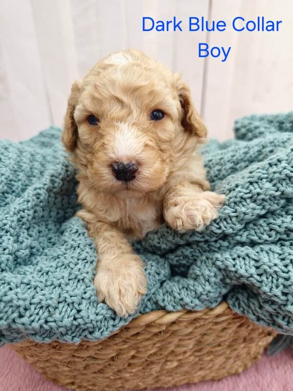 Multigeneration Miniature Goldendoodle Puppies - Image 5 of 5