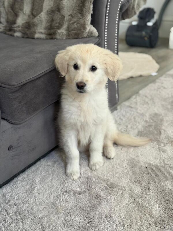 Golden Retriever puppies for sale in Openshaw, Greater Manchester – 3 months old