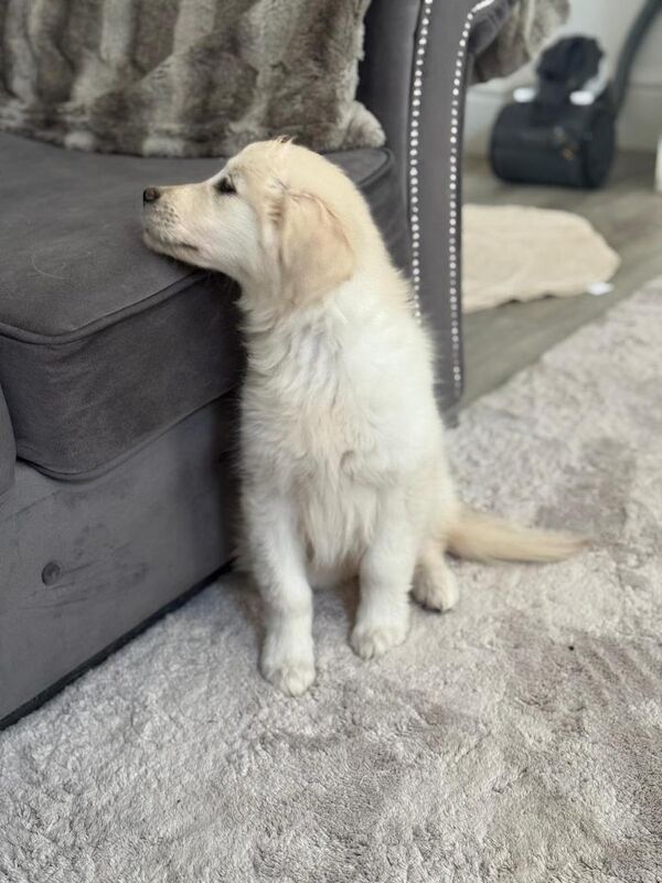 Golden Retriever puppies for sale in Openshaw, Greater Manchester – 3 months old - Image 2 of 4