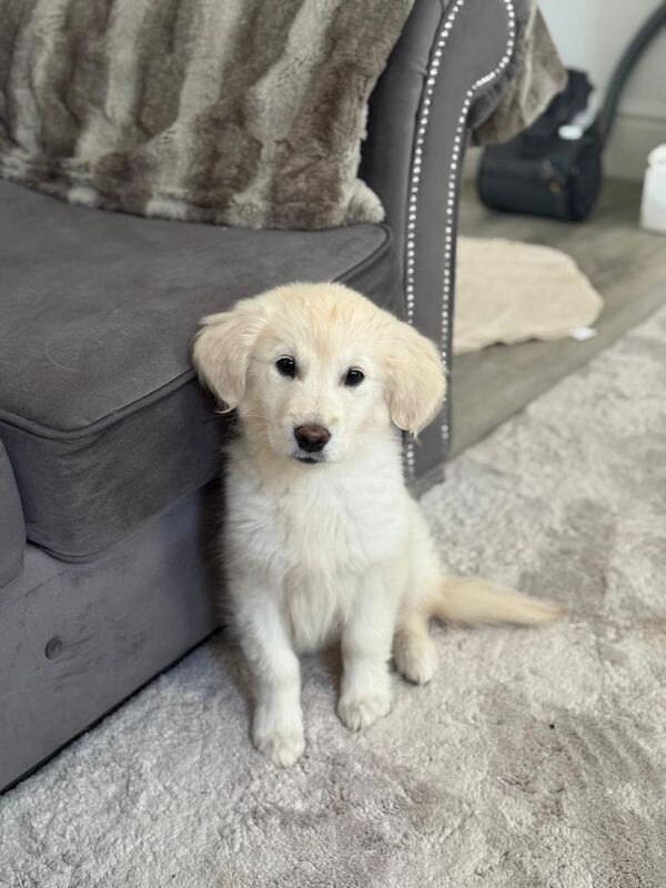 Golden Retriever puppies for sale in Openshaw, Greater Manchester – 3 months old - Image 3 of 4
