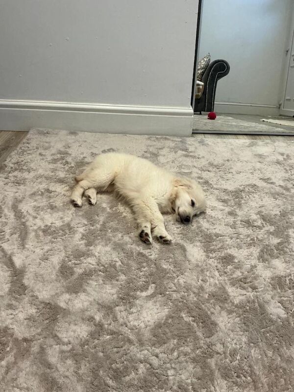 Golden Retriever puppies for sale in Openshaw, Greater Manchester – 3 months old - Image 4 of 4