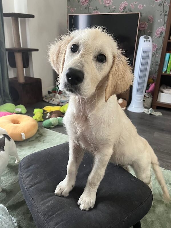 Golden Retriever puppies for sale in Wheathampstead, Hertfordshire – 3 months old
