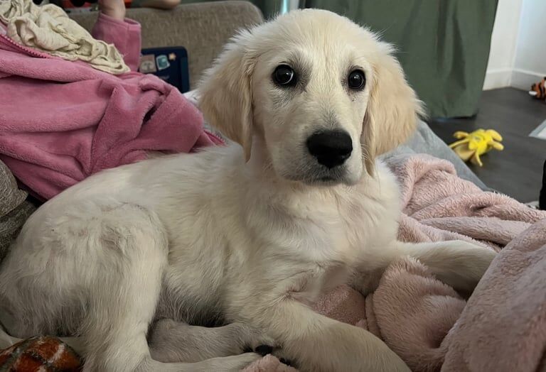 Golden Retriever puppies for sale in Wheathampstead, Hertfordshire – 3 months old - Image 2 of 3