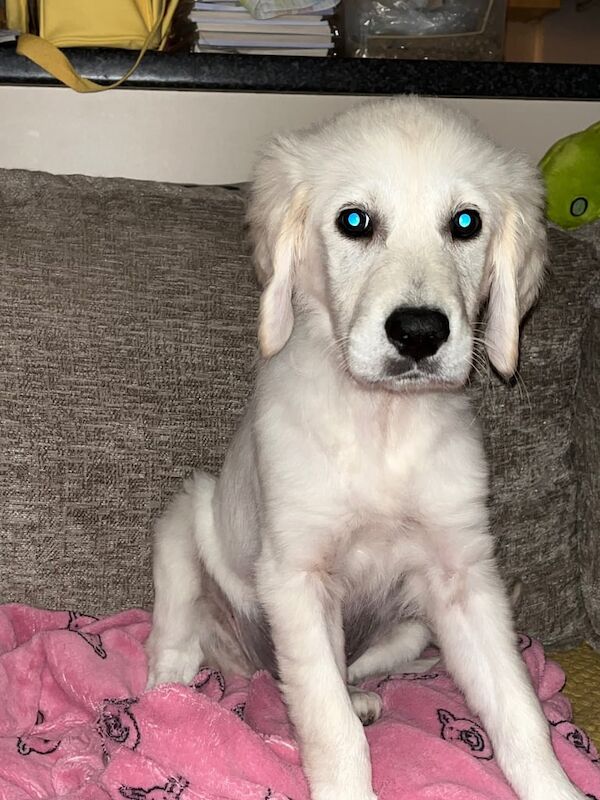 Golden Retriever puppies for sale in Wheathampstead, Hertfordshire – 3 months old - Image 3 of 3