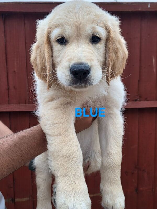 Golden Retriever puppies for sale in Leicester, Leicestershire – 8 months old - Image 1 of 6