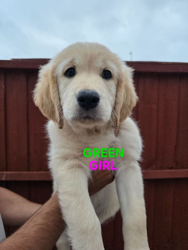 Golden Retriever puppies for sale in Leicester, Leicestershire – 8 months old - Image 2 of 6