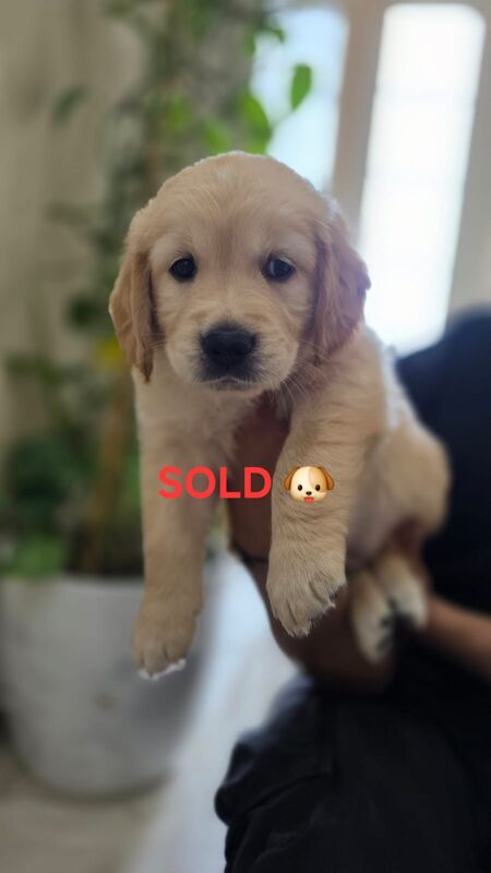 Golden Retriever puppies for sale in Leicester, Leicestershire – 8 months old - Image 3 of 6