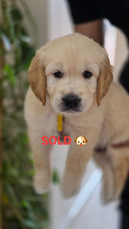 Golden Retriever puppies for sale in Leicester, Leicestershire – 8 months old - Image 5 of 6