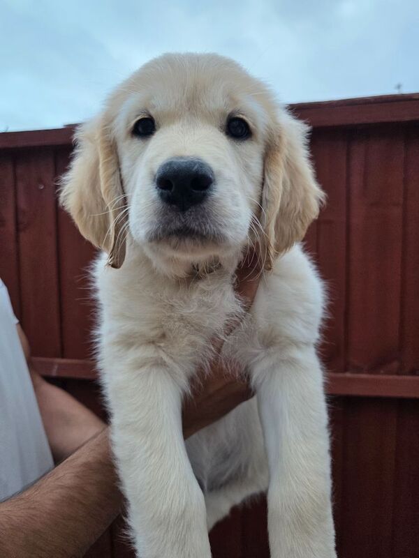 Golden Retriever puppies for sale in Leicester, Leicestershire – 8 months old - Image 6 of 6