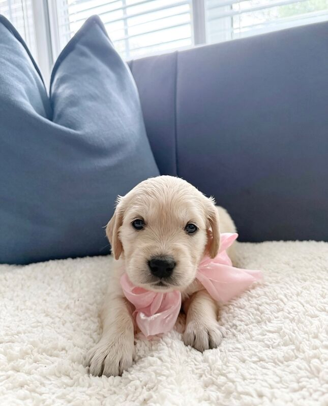 Old English Cream Golden Retriever Puppies