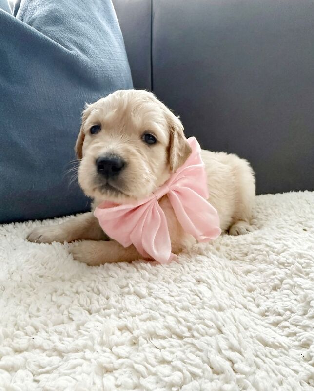 Old English Cream Golden Retriever Puppies - Image 2 of 13