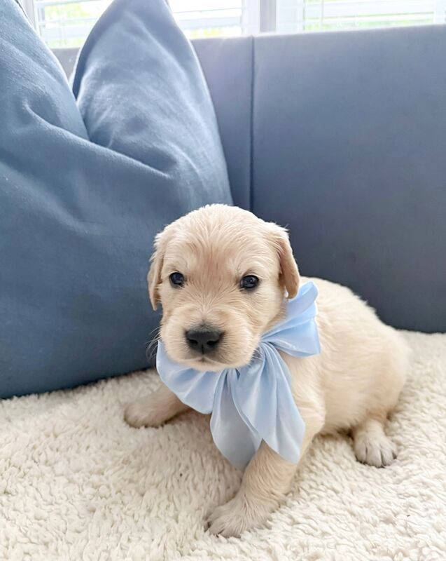Old English Cream Golden Retriever Puppies - Image 3 of 13