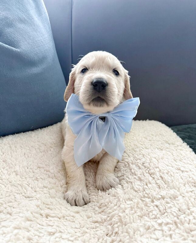 Old English Cream Golden Retriever Puppies - Image 4 of 13