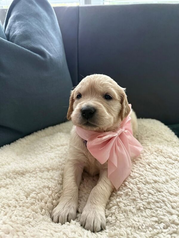 Old English Cream Golden Retriever Puppies - Image 5 of 13