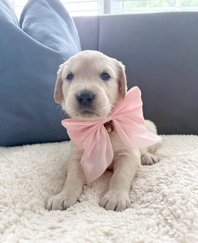 Old English Cream Golden Retriever Puppies - Image 6 of 13