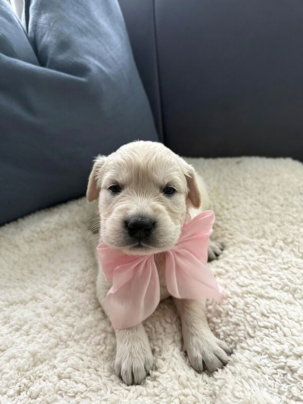 Old English Cream Golden Retriever Puppies - Image 7 of 13