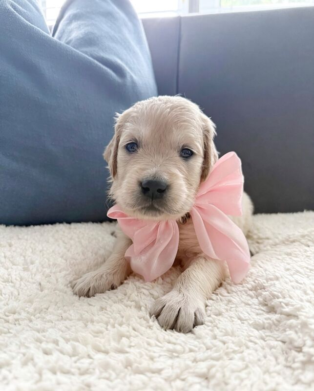 Old English Cream Golden Retriever Puppies - Image 8 of 13