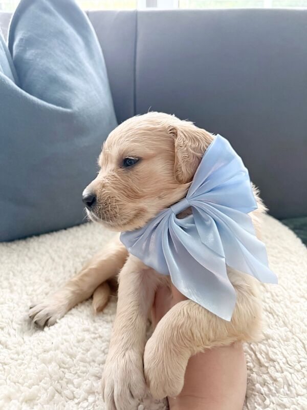 Old English Cream Golden Retriever Puppies - Image 9 of 13