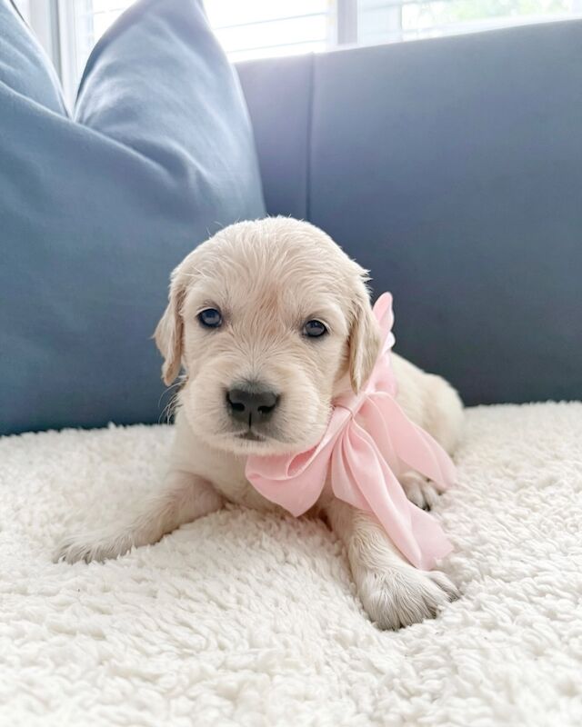 Old English Cream Golden Retriever Puppies - Image 10 of 13