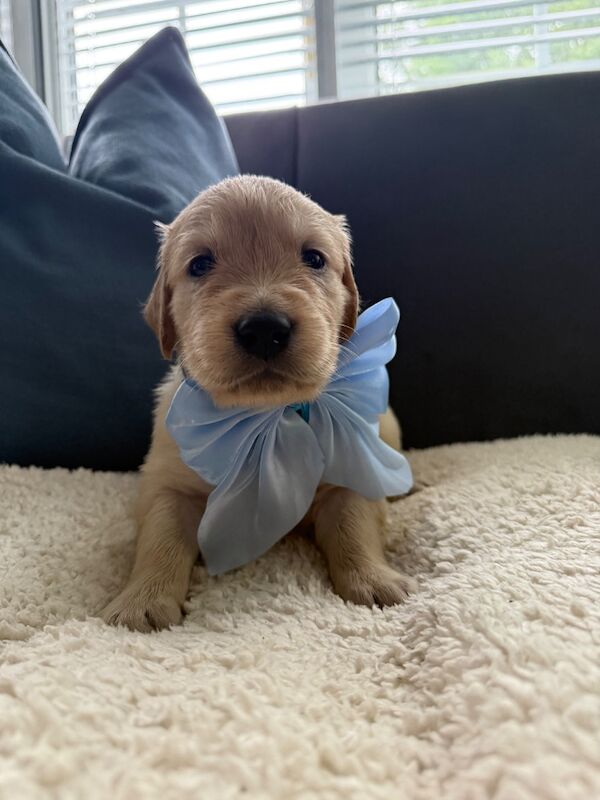 Old English Cream Golden Retriever Puppies - Image 11 of 13