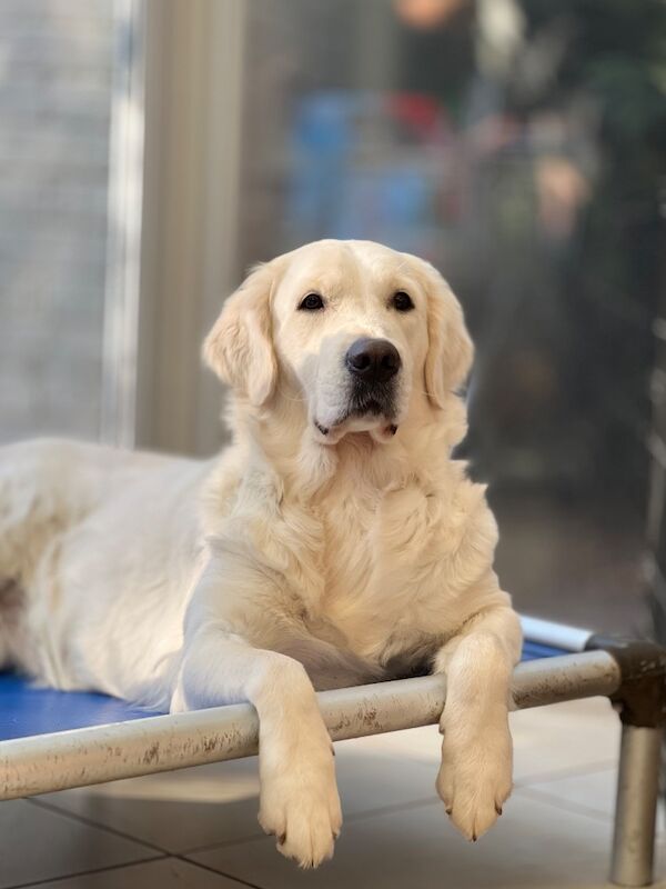 Old English Cream Golden Retriever Puppies - Image 12 of 13