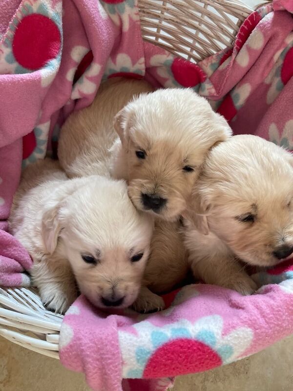Pedigree Golden Retriever puppies for sale in Dungannon, County Tyrone