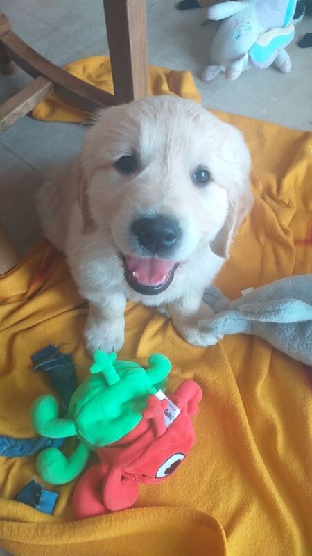 Pedigree golden retriever puppies for sale in Carmarthen / Caerfyrddin, Dyfed - Image 2