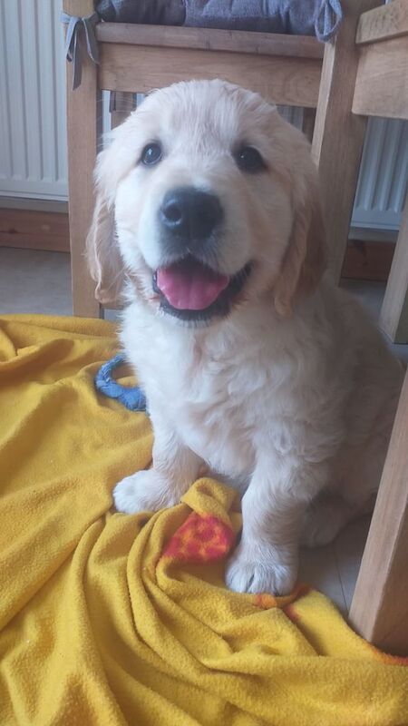 Pedigree golden retriever puppies for sale in Carmarthen / Caerfyrddin, Dyfed | Image 3