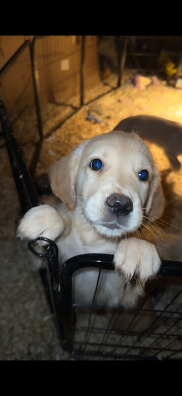 Golden Retriever puppies for sale in Dungannon, County Tyrone – KC registered, 9 weeks old
