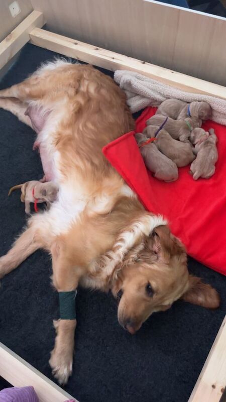 Golden Retriever Puppies For Sale