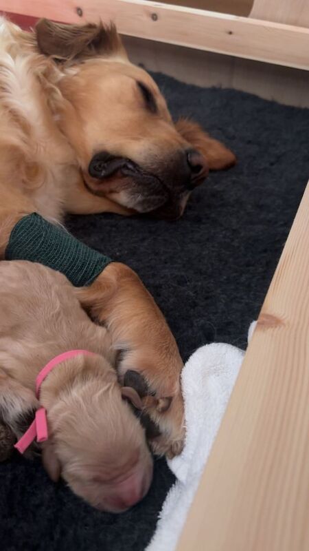 Pedigree golden retriever puppy - Image 2 of 3