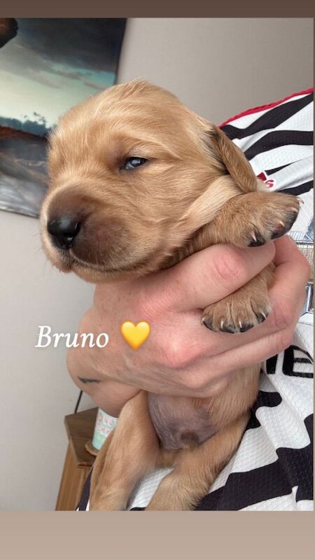Pedigree golden retriever puppy - Image 3 of 3
