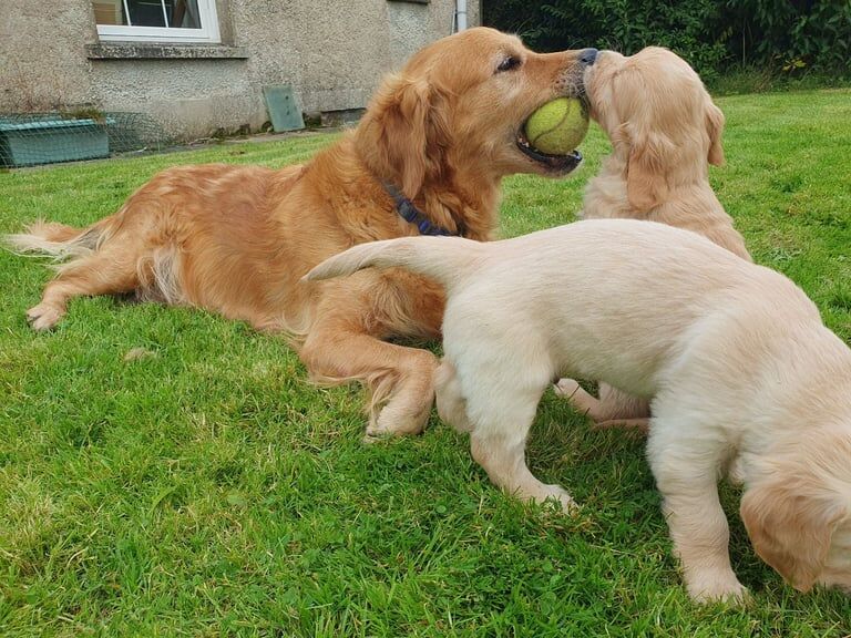 Golden Retriever puppies for sale in Derrygonnelly, County Fermanagh – KC registered, 7 weeks old