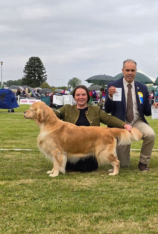 Golden Retriever puppies for sale in Derrygonnelly, County Fermanagh – KC registered, 8 weeks old - Image 3 of 3
