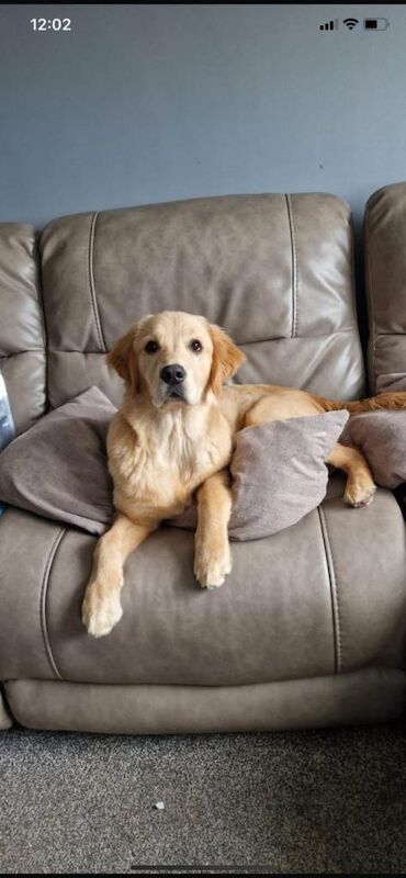 Golden Retriever puppies for sale in Banbridge, County Down – 2 years old