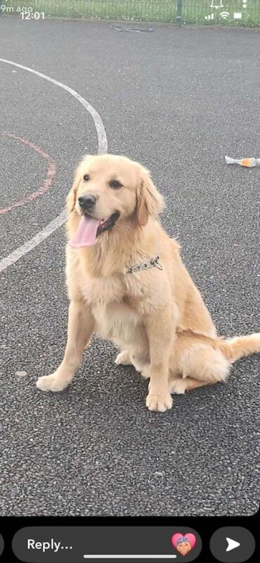 Golden Retriever puppies for sale in Banbridge, County Down – 2 years old - Image 2 of 2