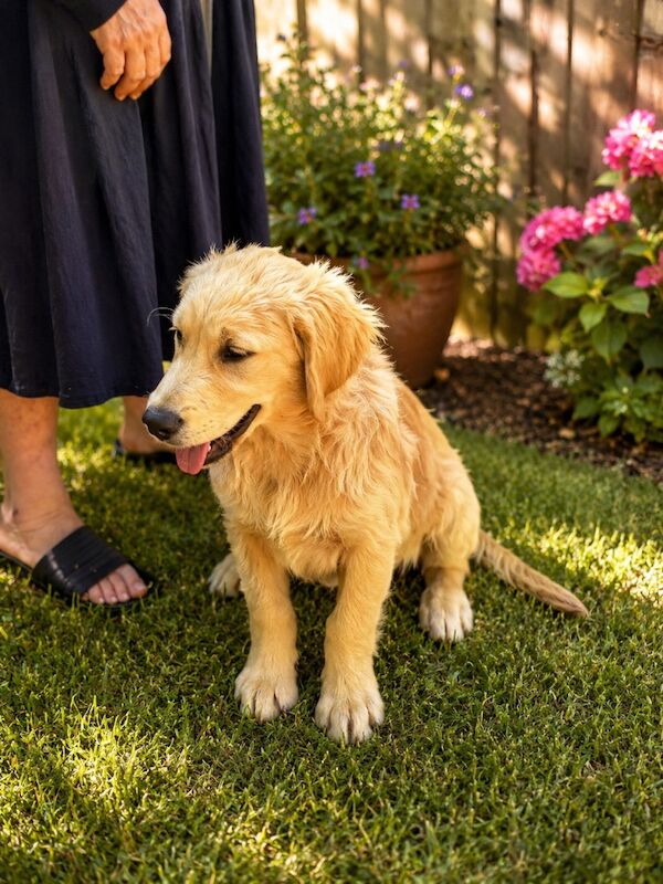 Pretty golden retriever KC reg boy ready now
