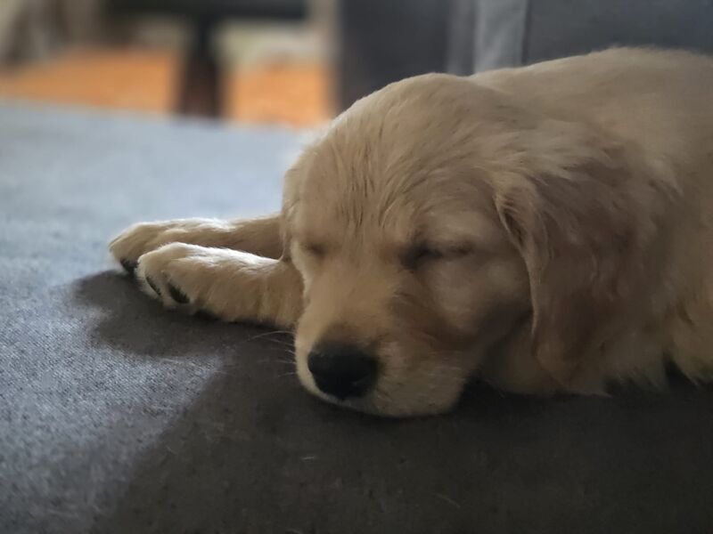 Kennel Club Registered Golden Retriever Puppies For Sale