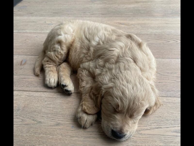 Pretty golden retriever KC reg female ready now - Image 3 of 10